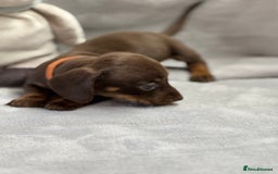 Miniature Dachshund dogs for sale: Miniature dachshund  - Image 20