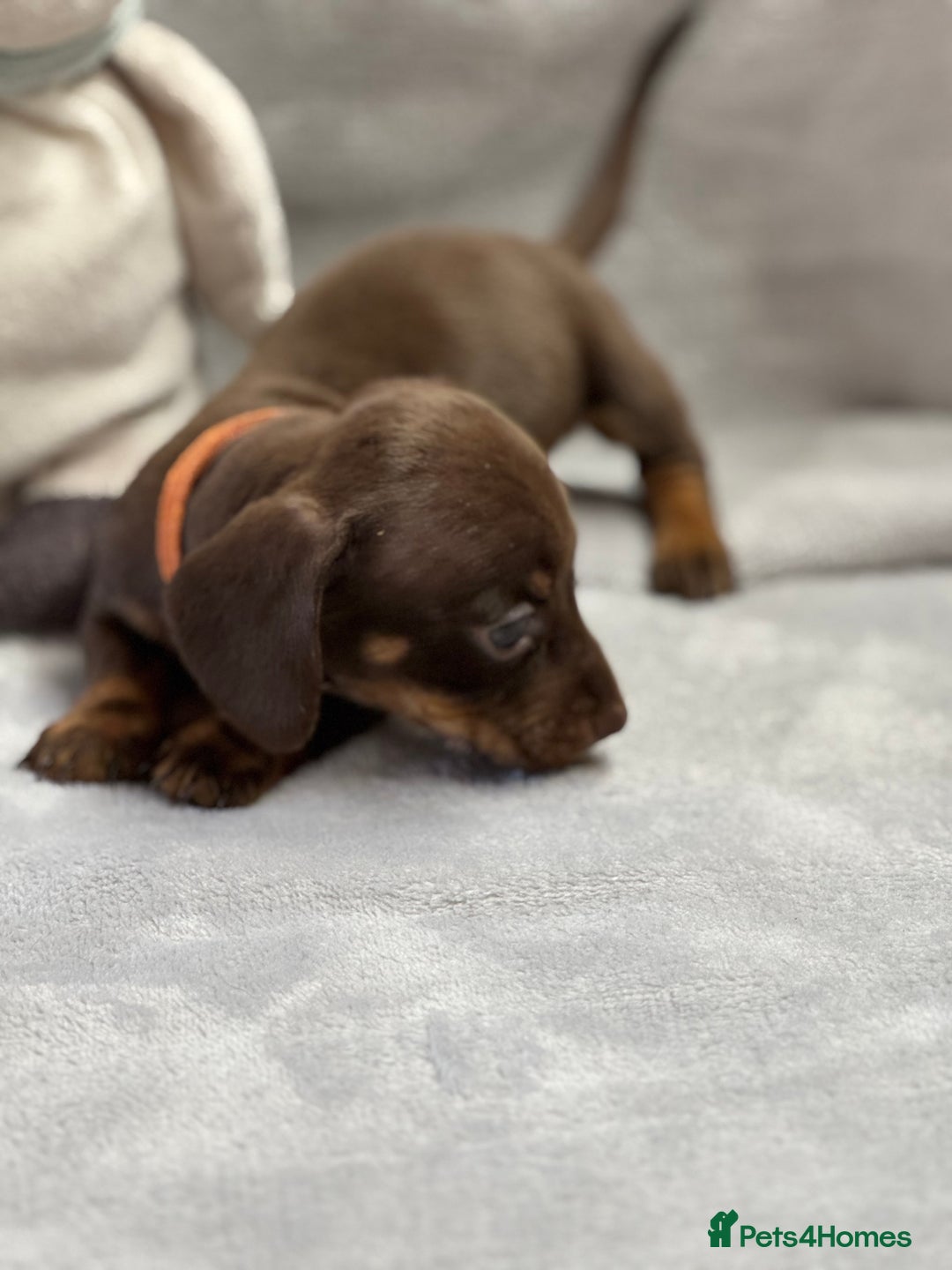 Miniature Dachshund dogs for sale: Miniature dachshund  - Image 20