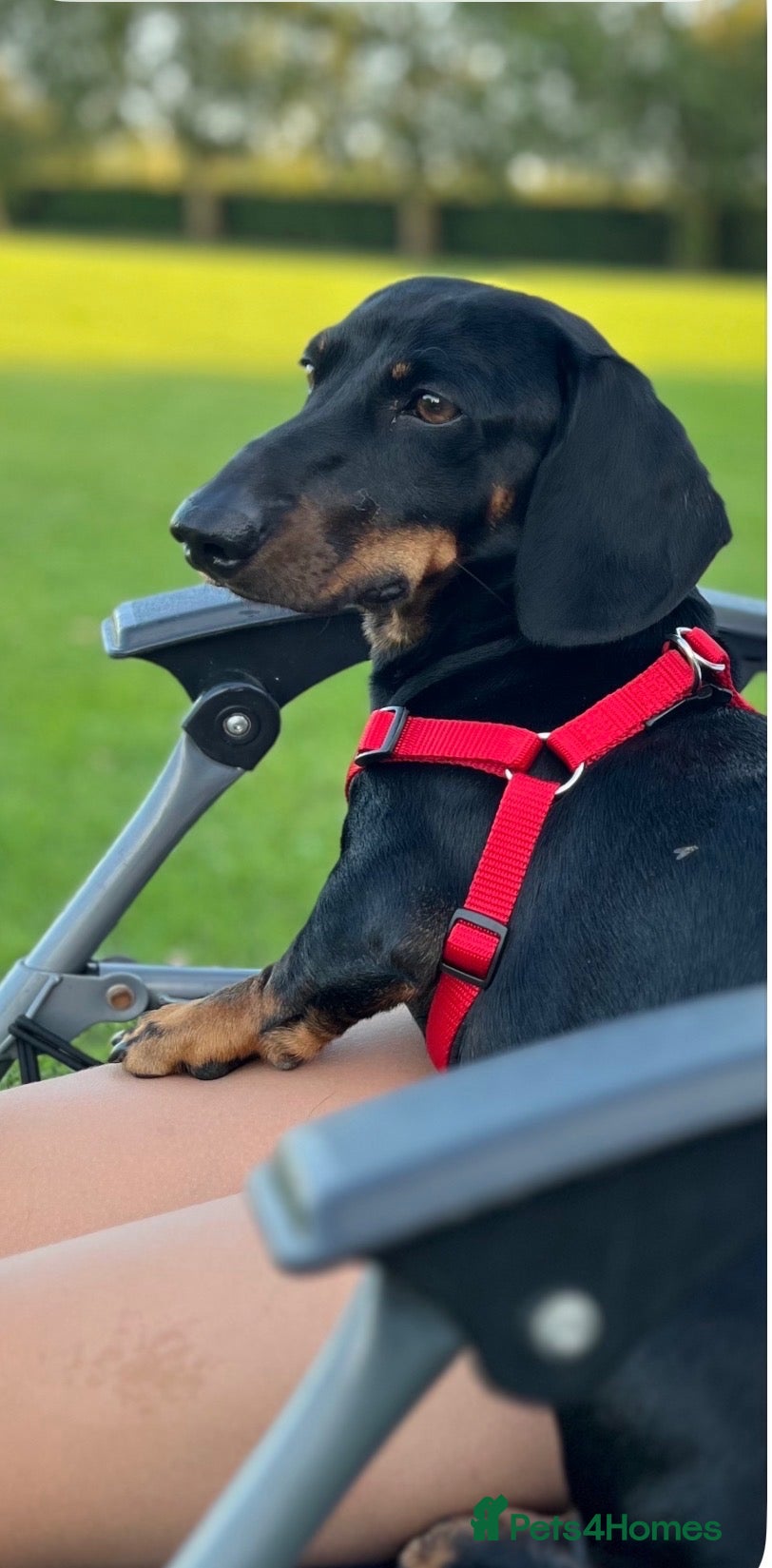 Dachshund dogs Mr Prince Ben  - Advert 1