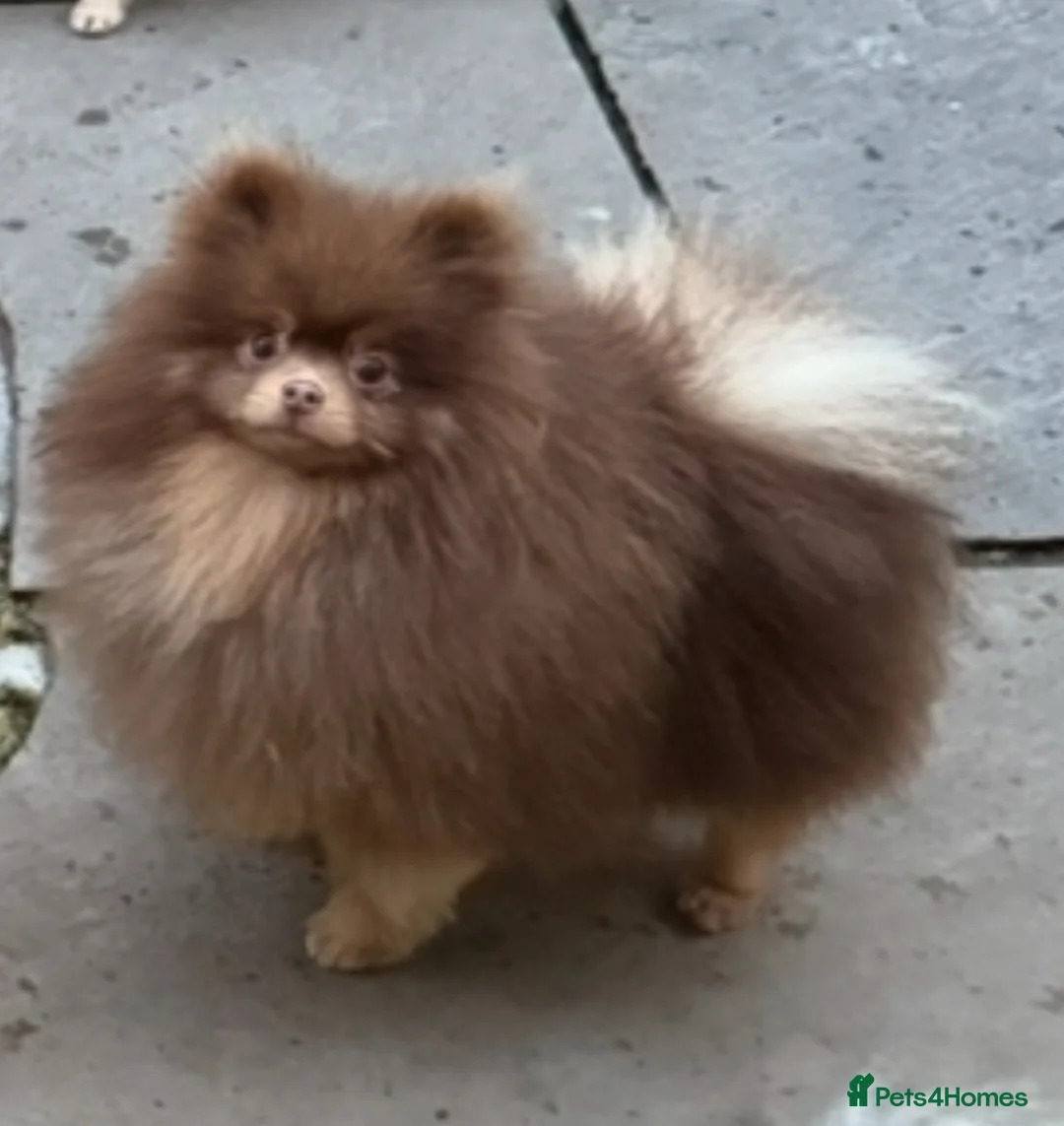 Pomeranian dogs for stud: Outstanding Choc Tan Boy kc 🔥 in Pontefract - Advert 7