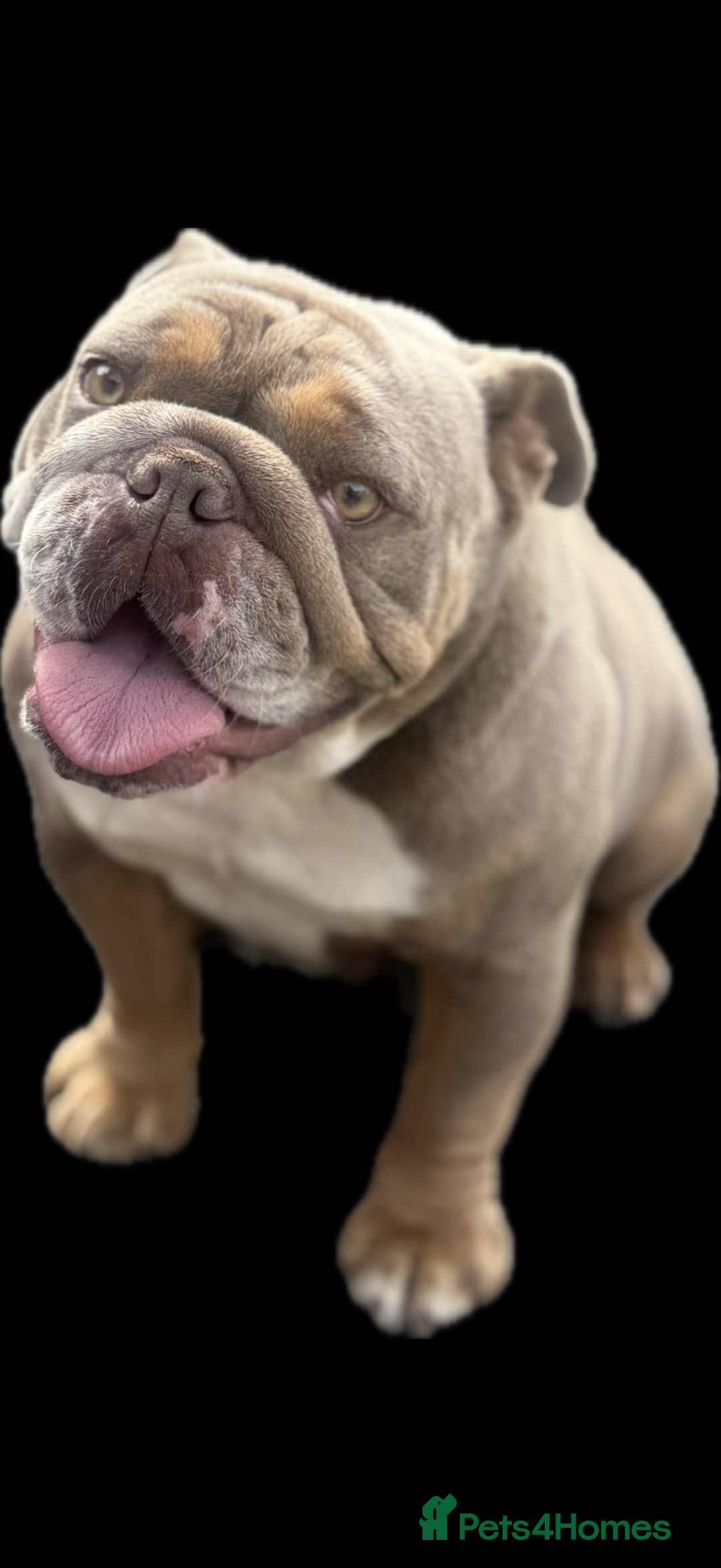 English Bulldog dogs for sale: 2 year old KC English Bulldog  - Image 4