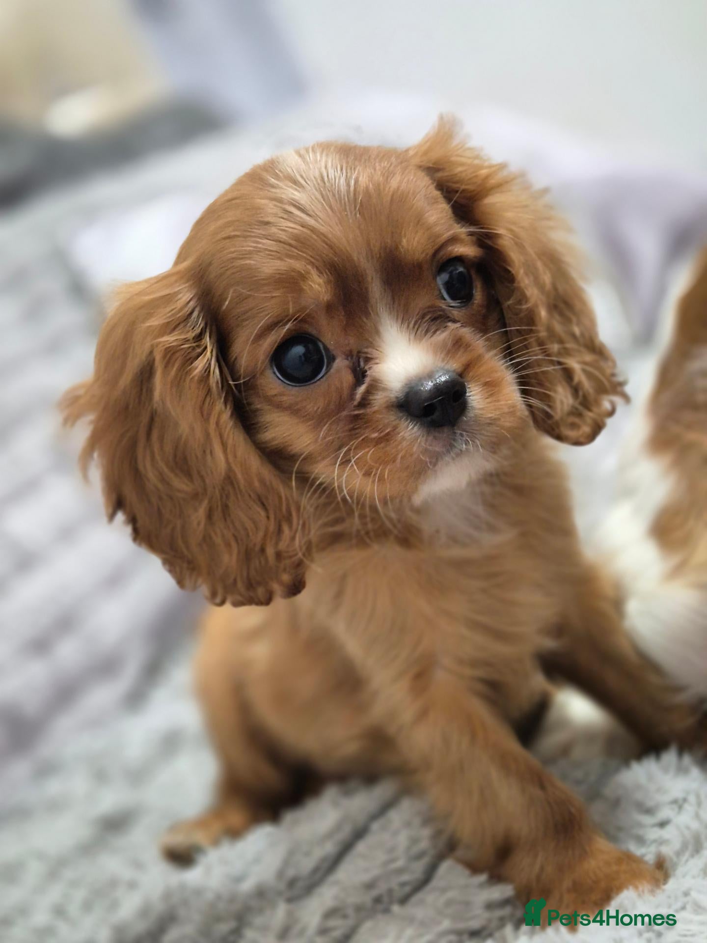 Cavalier King Charles Spaniel dogs Fully vac,Last2, Cavalier KingCharles Boy ReadyNow - Advert 2