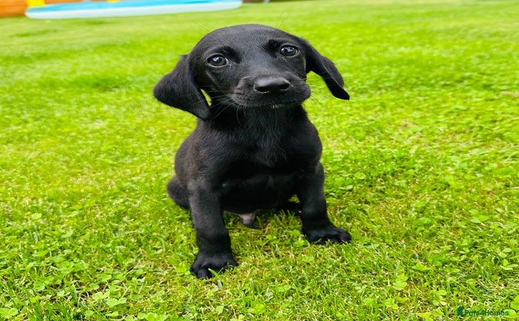 Labrador Retriever dogs - Advert 1