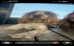 Cocker Spaniel dogs for stud: Orange and White Cocker Spaniel Stud - Proven - Image 3