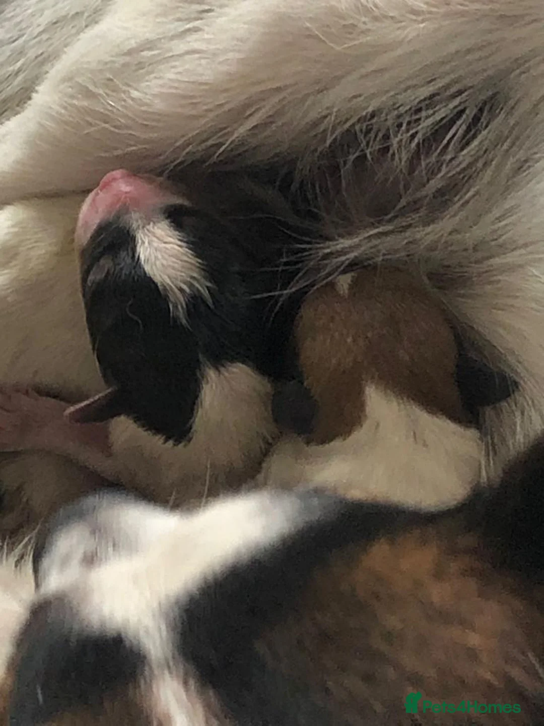 Jack Russell dogs for stud: Ronnie the jack russell for stud only.  in Stone - Advert 12