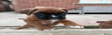 Boxer Puppy 2