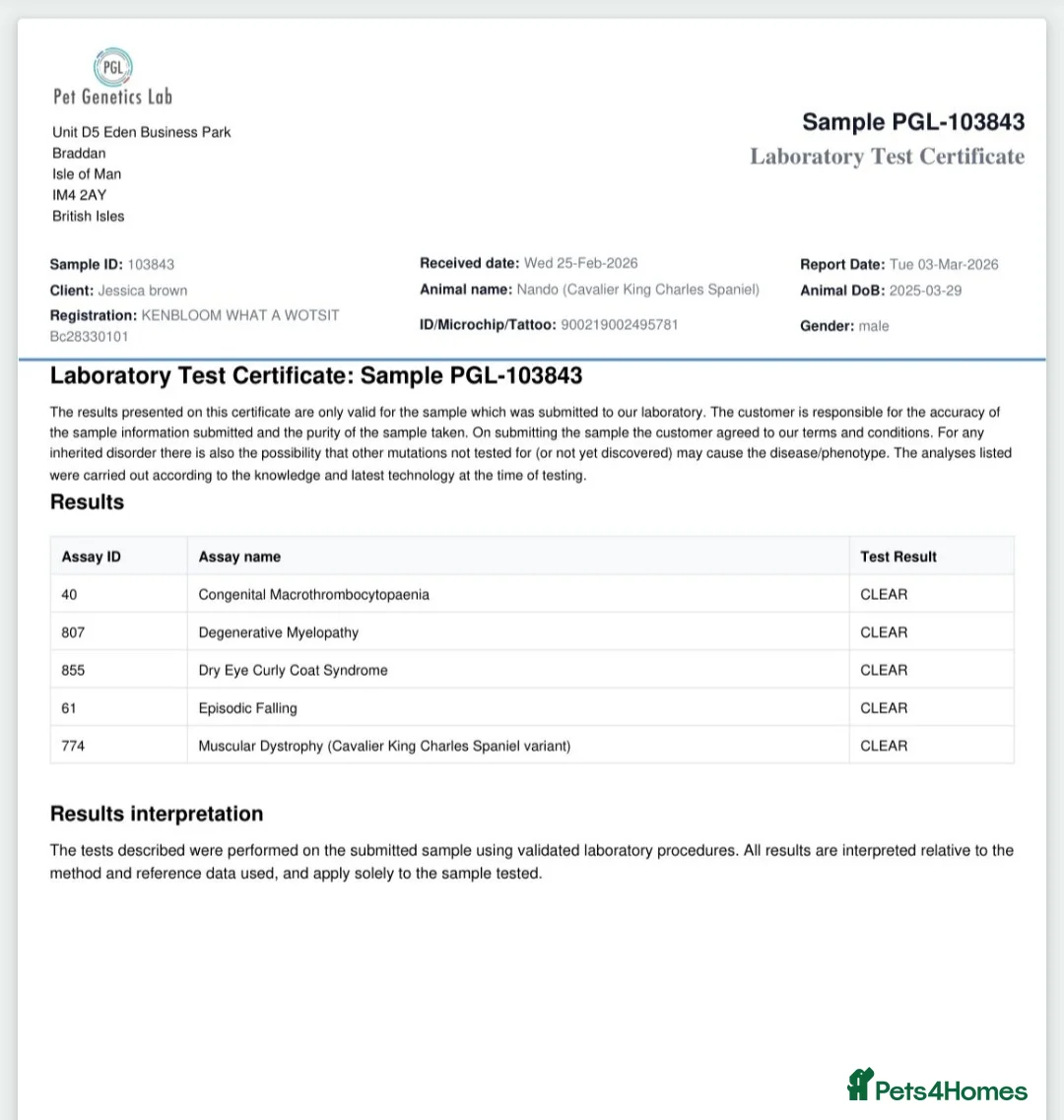 Cavalier King Charles Spaniel dogs for stud: Extensively health tested ruby STUD - Advert 2