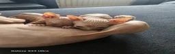 Sphynx cats for sale: Sphynx  in Southampton - Advert 15
