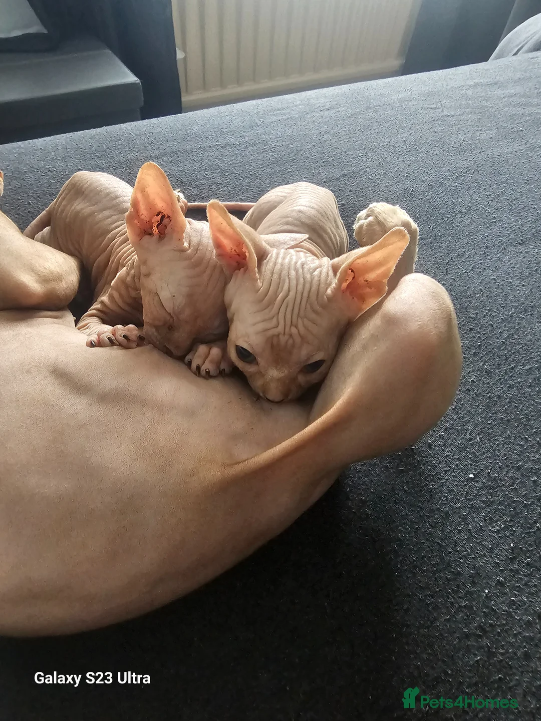 Sphynx cats for sale: Sphynx  in Southampton - Advert 15