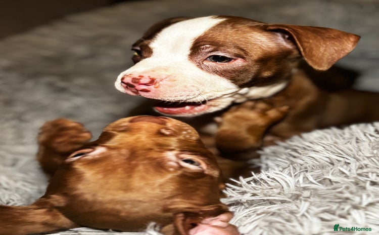 American Bully dogs - Advert 7