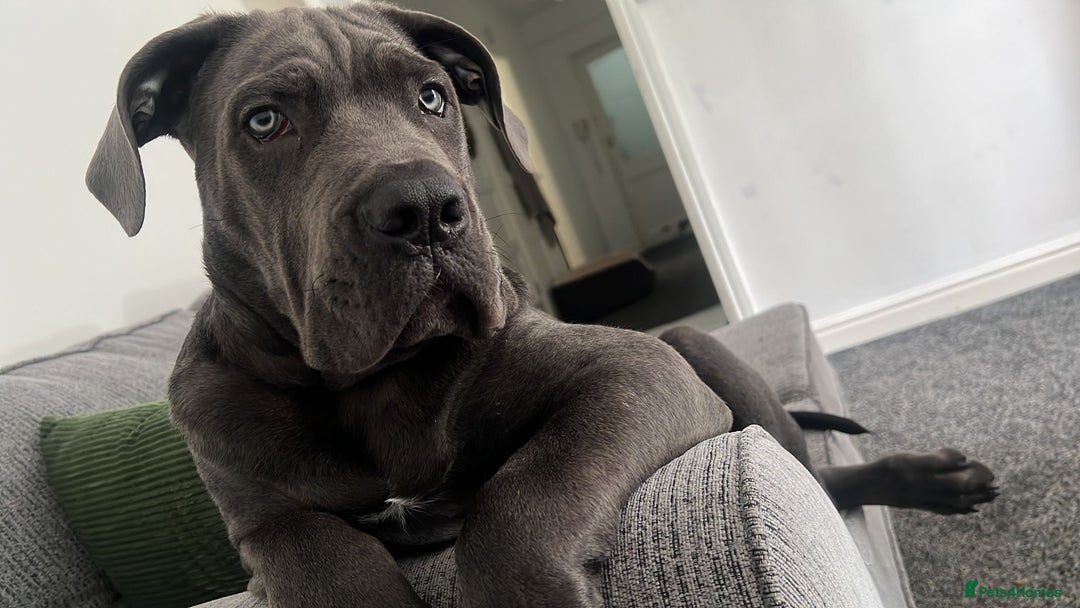 Cane Corso dogs for sale: 5 month Cane Corso - Image 1