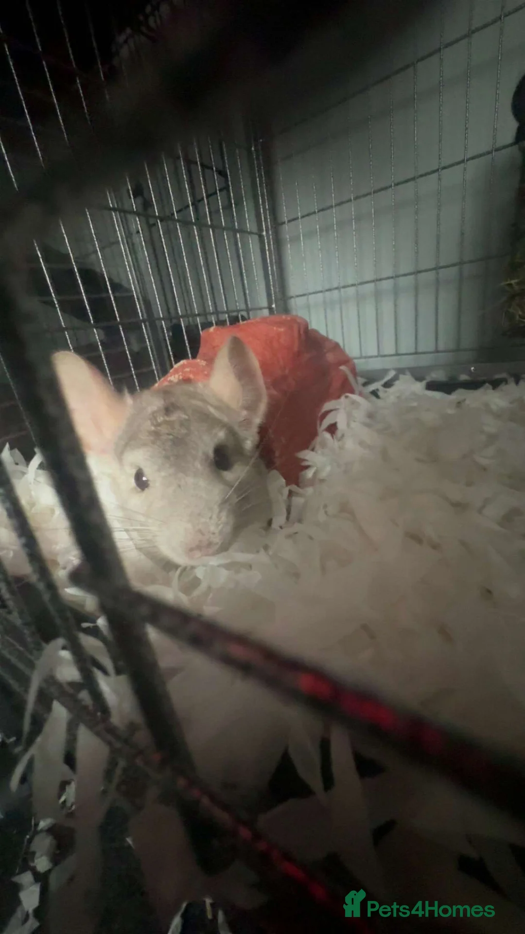 Chinchilla rodents for sale: single male chinchilla  in Cardiff - Advert 5