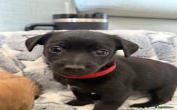 Chiweenie dogs for sale: Gorgeous litter of chiweenies  - Image 6