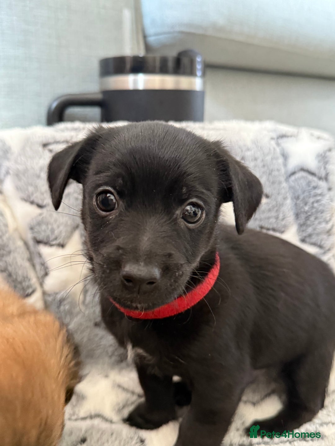 Chiweenie dogs for sale: Gorgeous litter of chiweenies  - Image 6