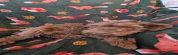 Cockapoo dogs for sale: 🌟 Superb chocolate sable cockapoo pups 🌟 in Maldon - Advert 8