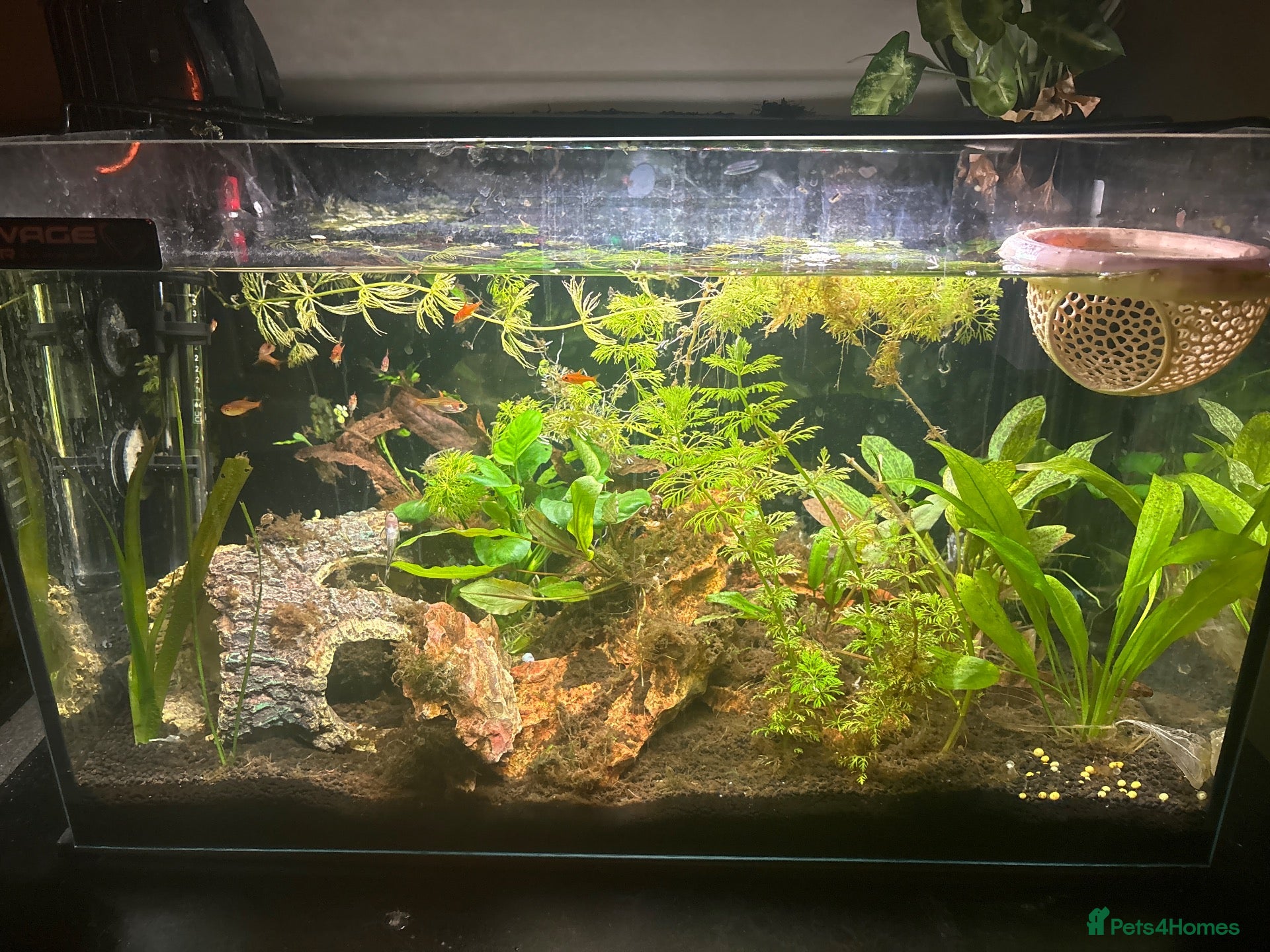 Bettas fish full tank betta and tetra setup!! - Advert 6