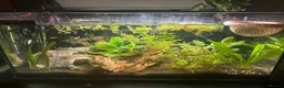 Bettas fish for sale: full tank betta and tetra setup!! - Advert 1