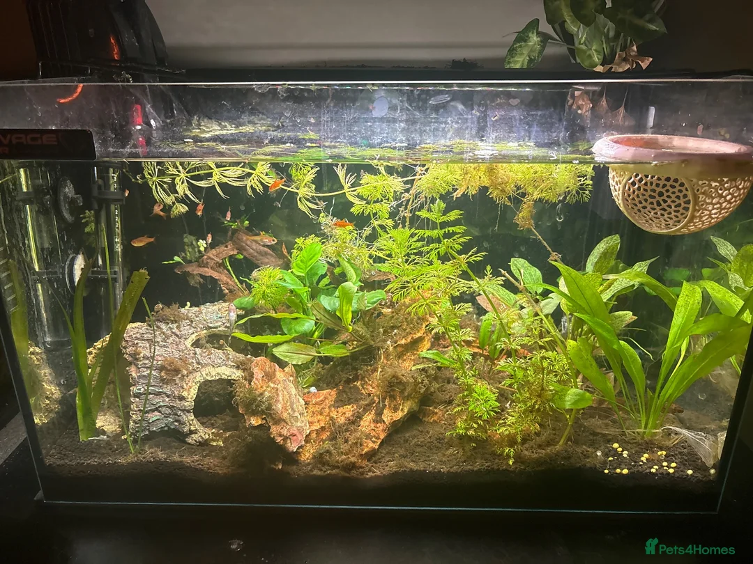 Bettas fish for sale: full tank betta and tetra setup!! - Advert 1