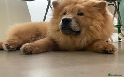 Chow Chow dogs for stud: Chow Chow Studs (Ragsbagsandbear Mating Services) - Advert 4
