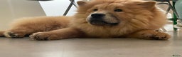 Chow Chow dogs for stud: Chow Chow Studs (Ragsbagsandbear Mating Services) - Advert 4