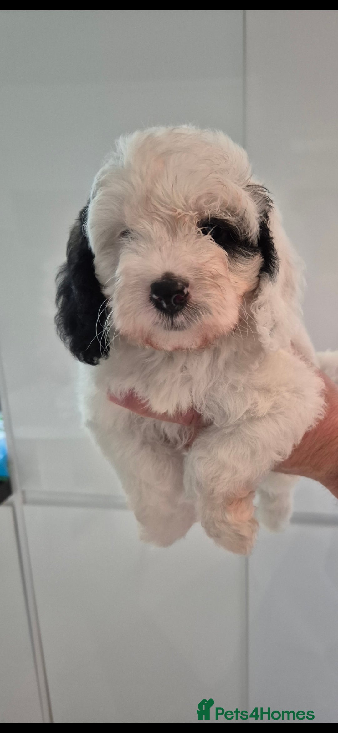 Cockapoo dogs for sale: COCKAPOOS READY FOR THERE NEW    HOMES  - Image 10