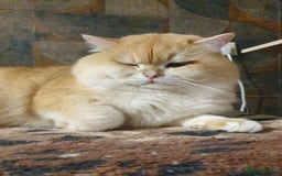 British Shorthair cats for stud: BSH stud, Golden shaded, Emerald eyes, NY 11 - Image 4