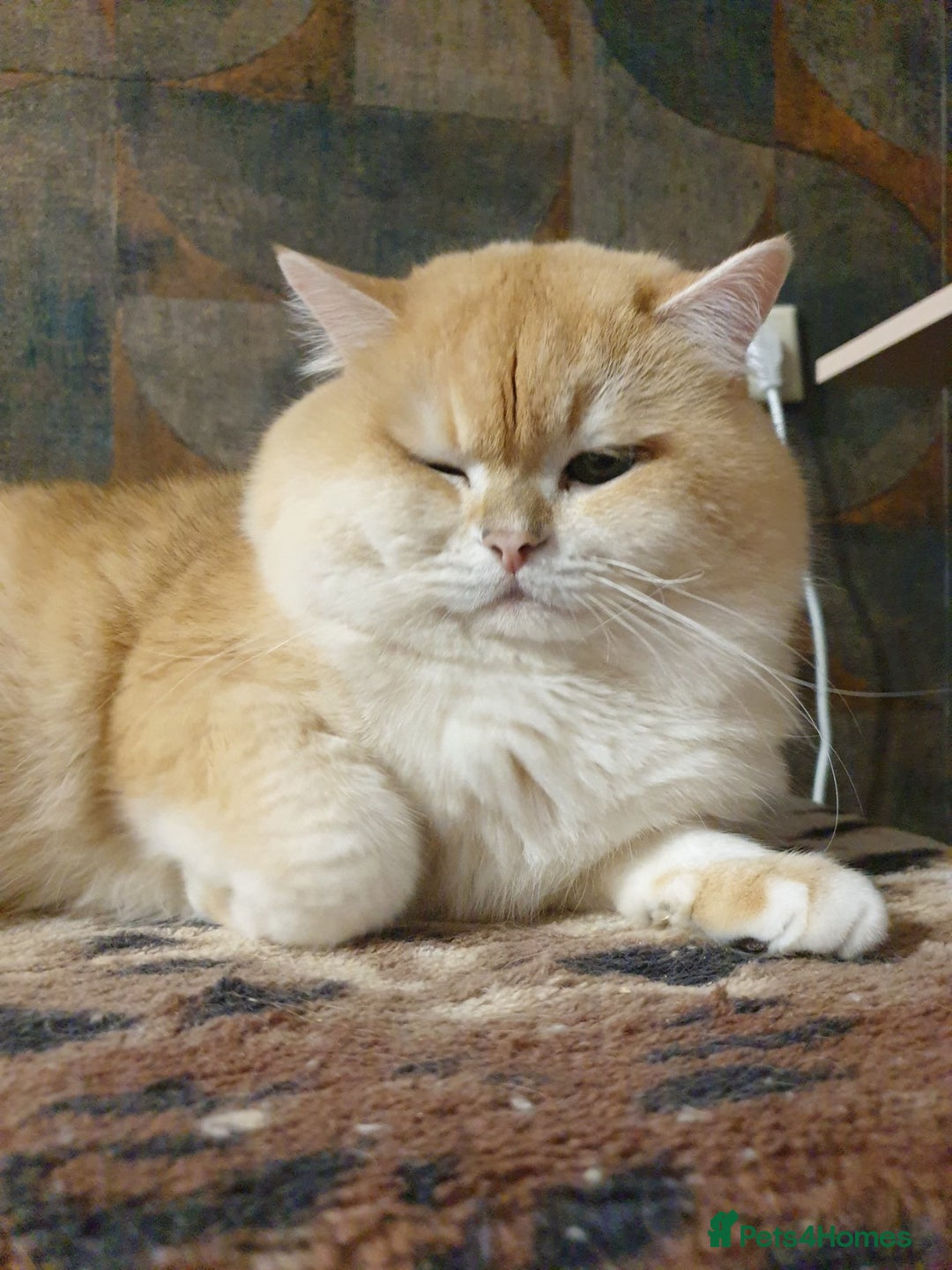 British Shorthair cats for stud: BSH stud, Golden shaded, Emerald eyes, NY 11 - Image 4