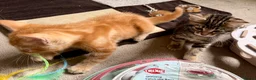 Mixed Breed cats for sale: Adorable bengal&tabby mix kittens  - Advert 3