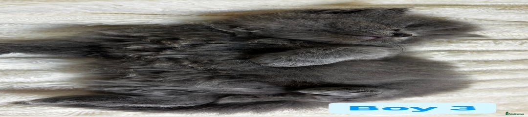 British Longhair Kitten 3