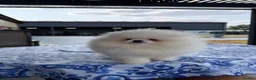 Pomeranian dogs for sale: SHOW QUALITY KOREAN WHITE POMERANIAN PUPPIES  - Advert 3