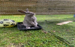 Mixed Breed rabbits for sale: Male mini lop x - Image 1