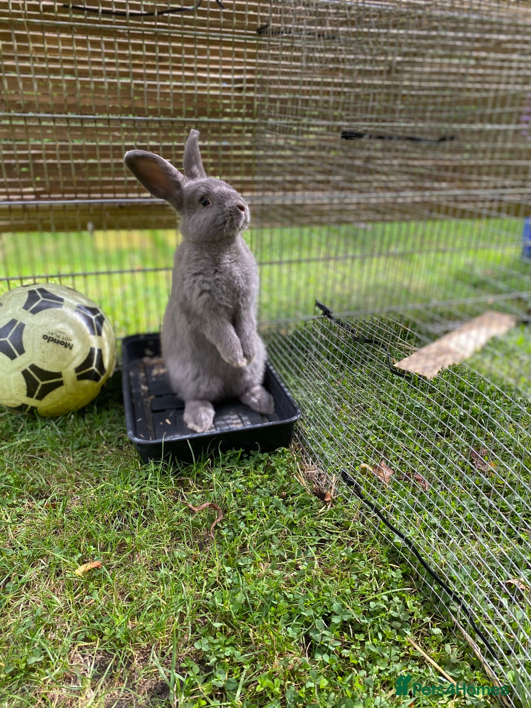 Mixed Breed rabbits for sale: Male mini lop x - Image 1