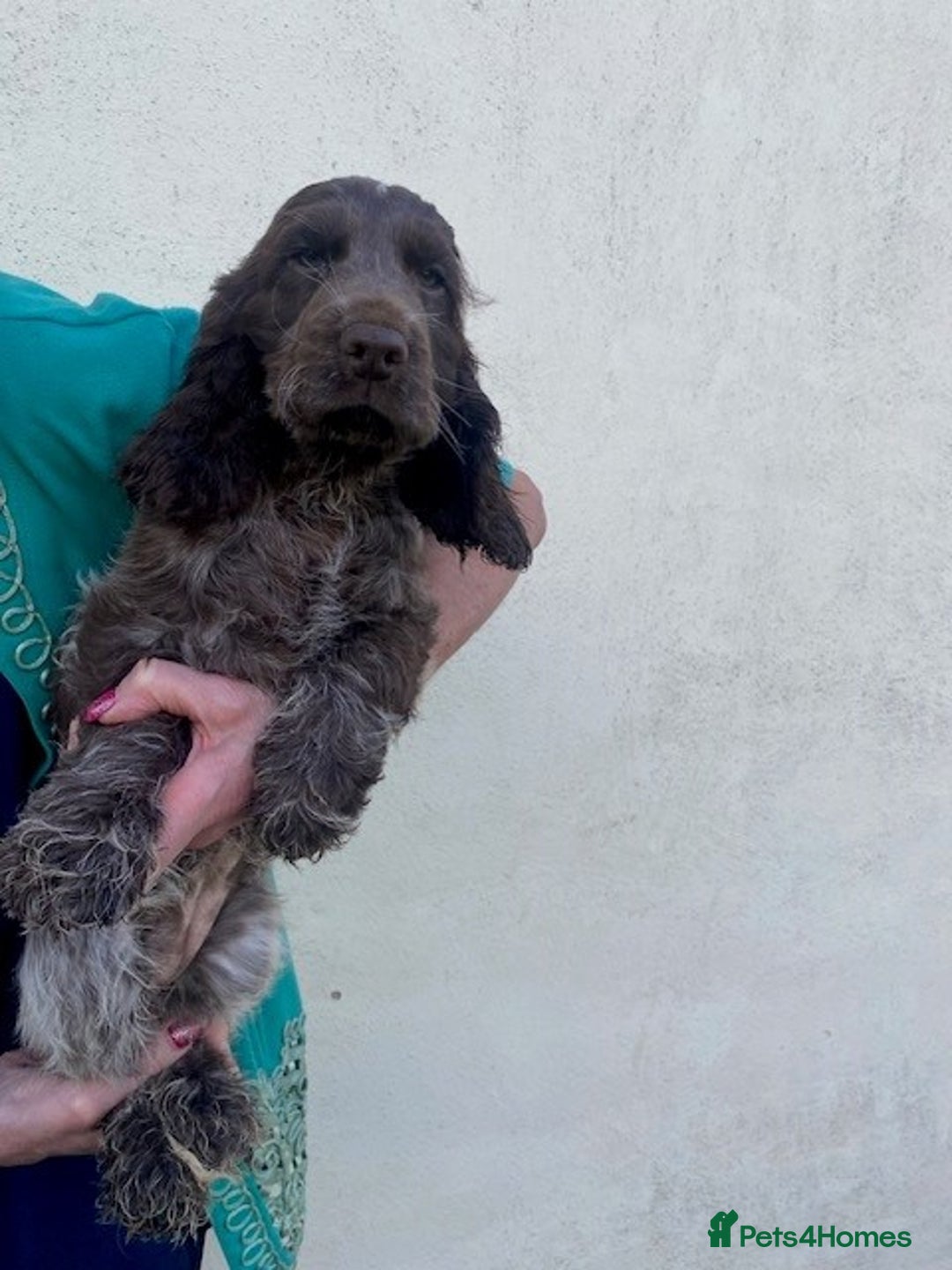 Cocker Spaniel dogs for sale: Cocker Spaniel Puppies For Sale - Image 5