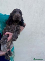 Cocker Spaniel Puppy - Chocolate Roan Girl (More chocolate on back)