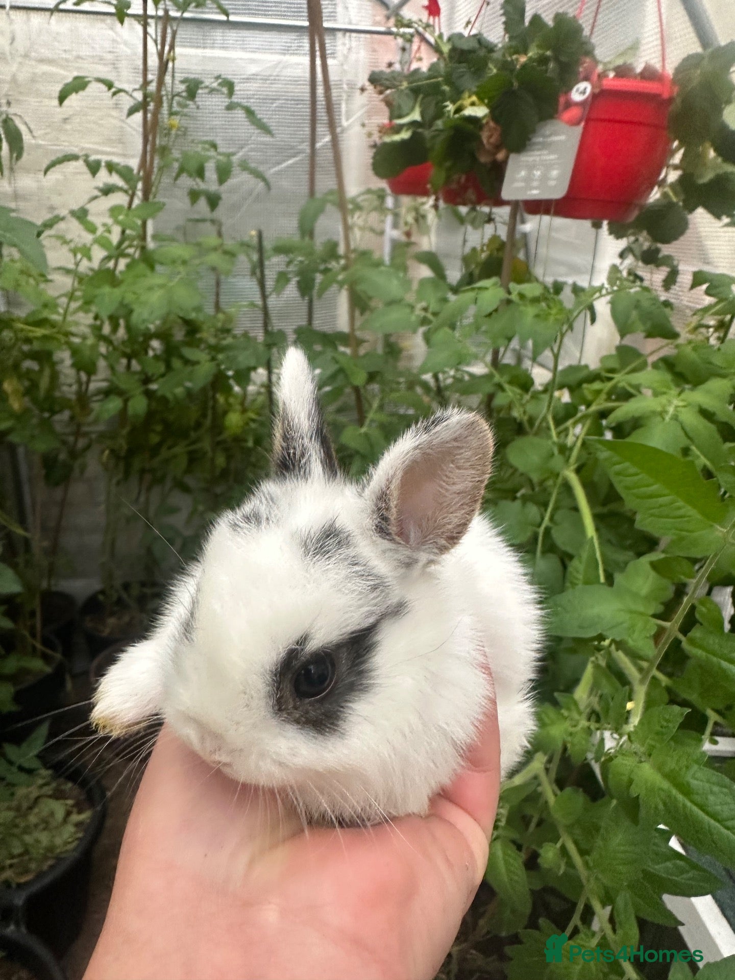 Mixed Breed rabbits Dwarf baby bunnies  - Advert 9