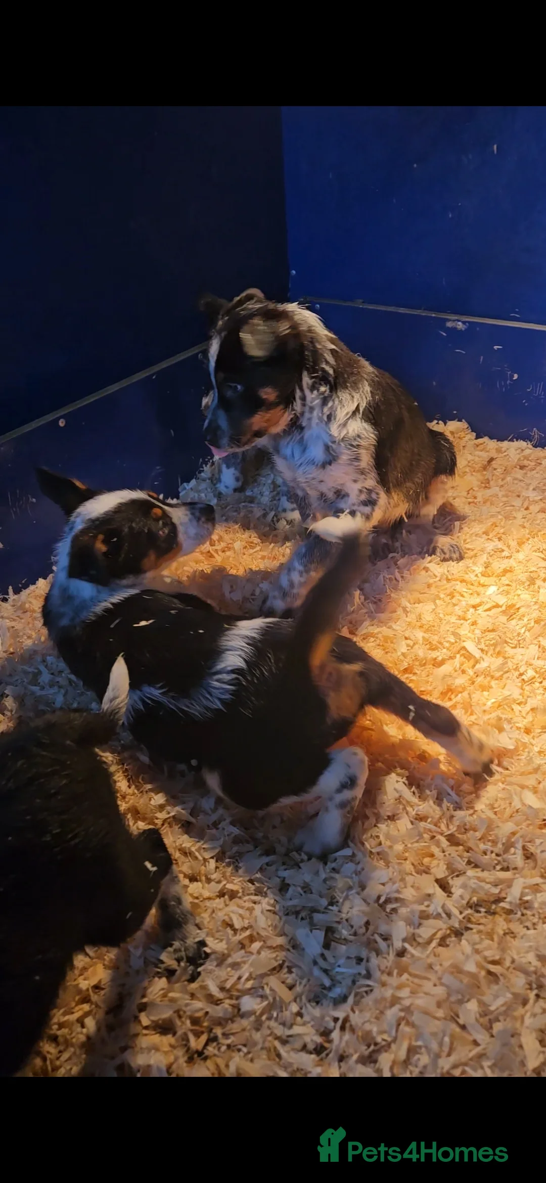 Mixed Breed dogs for sale: AUSTRALIAN CATTLE DOG X COLLIE PUPPIES - Advert 23