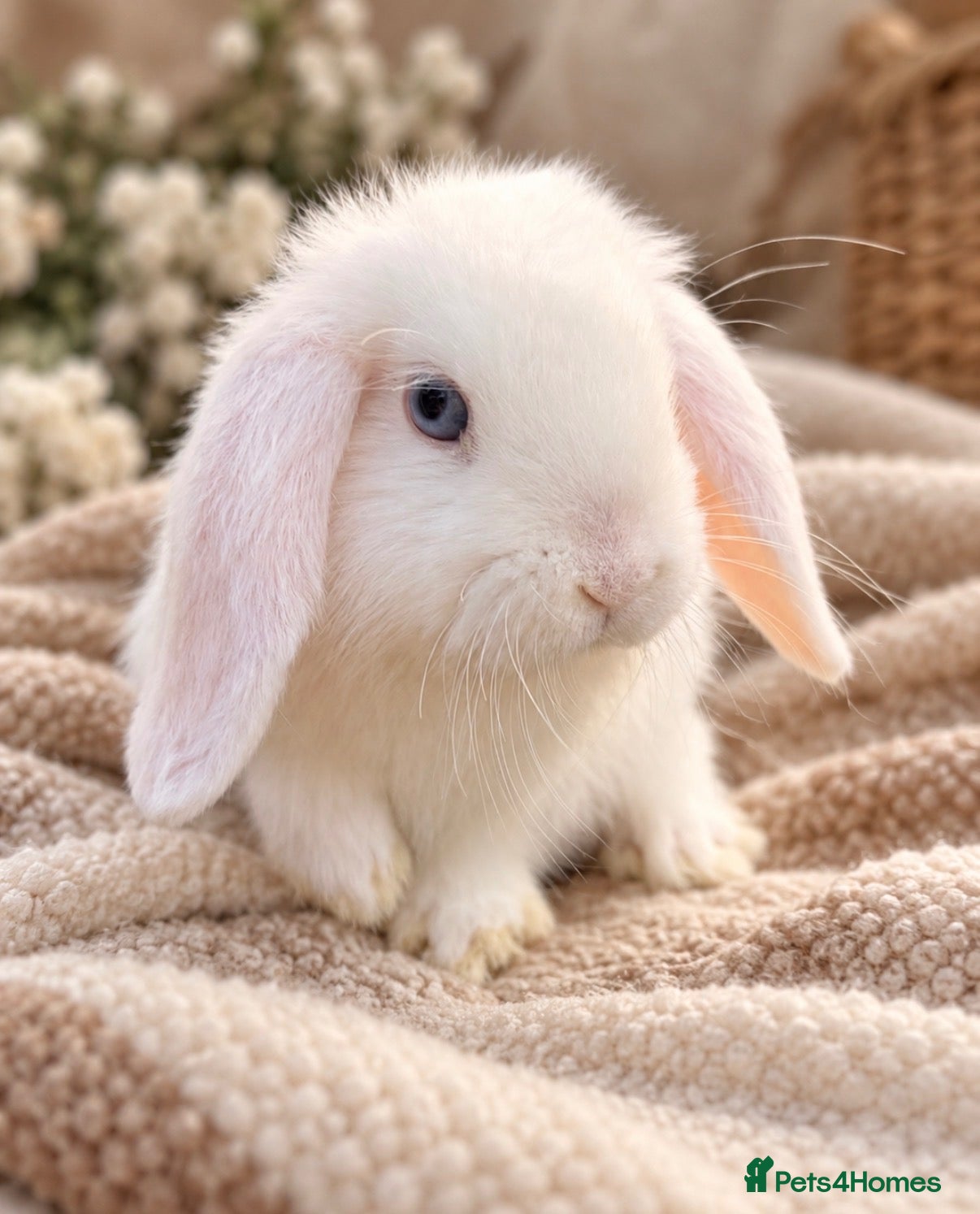 Mini Lop rabbits for sale: Beautiful mini lop babies - Advert 1
