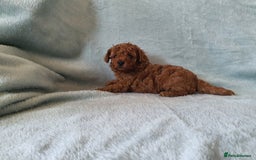 Toy Poodle dogs for sale: Red KC Toy Poodle small puppies - Image 7