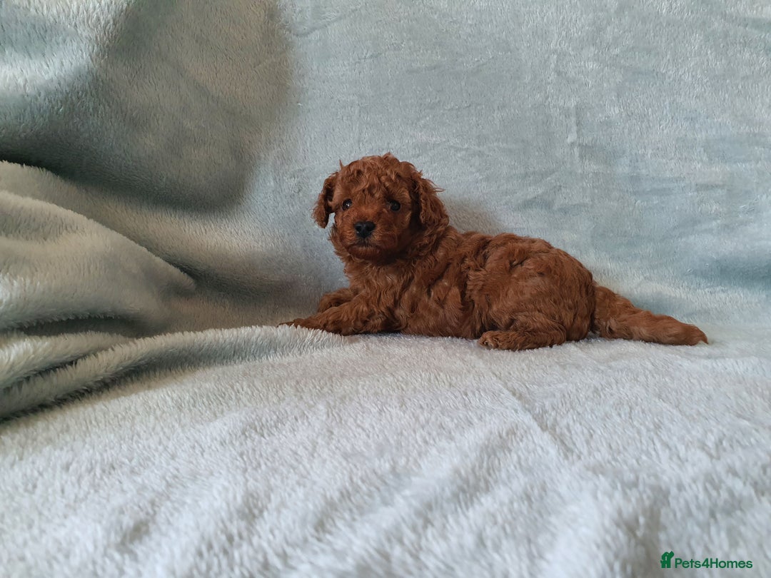 Toy Poodle dogs for sale: Red KC Toy Poodle small puppies - Image 7