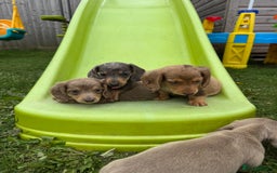 Miniature Dachshund dogs for sale: Beautiful miniature dachshund baby’s💖💙 - Image 6