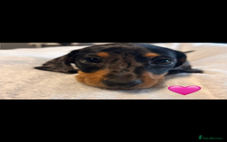 Dachshund dogs for sale: Miniature dachshunds puppies - Image 11