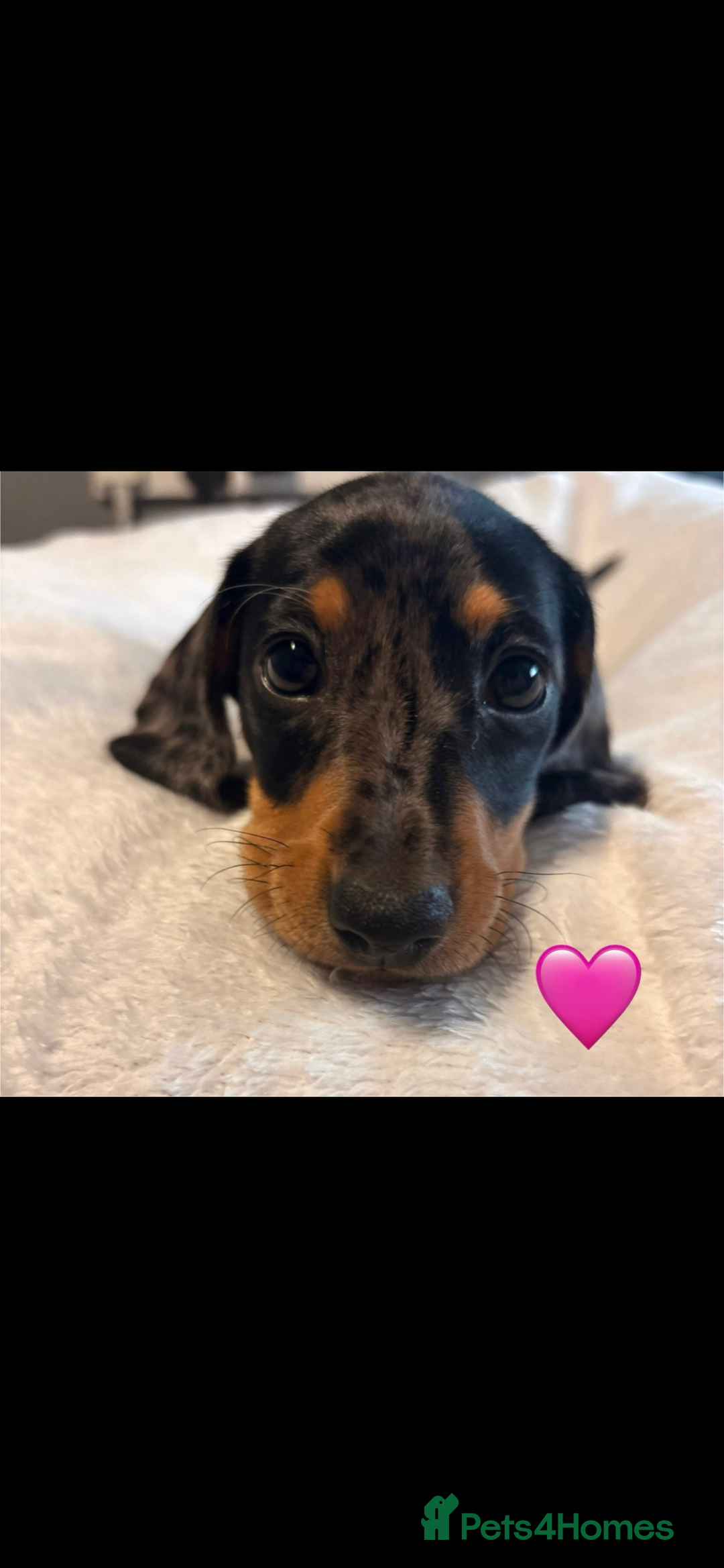 Dachshund dogs for sale: Miniature dachshunds puppies - Image 11