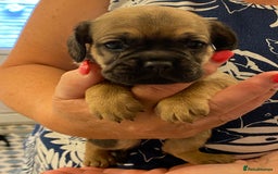 Cockapoo dogs for sale: Cockerpoos - Image 3