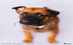 Belgian Shepherd Dog dogs for sale: Belgian malinois puppies - Image 7