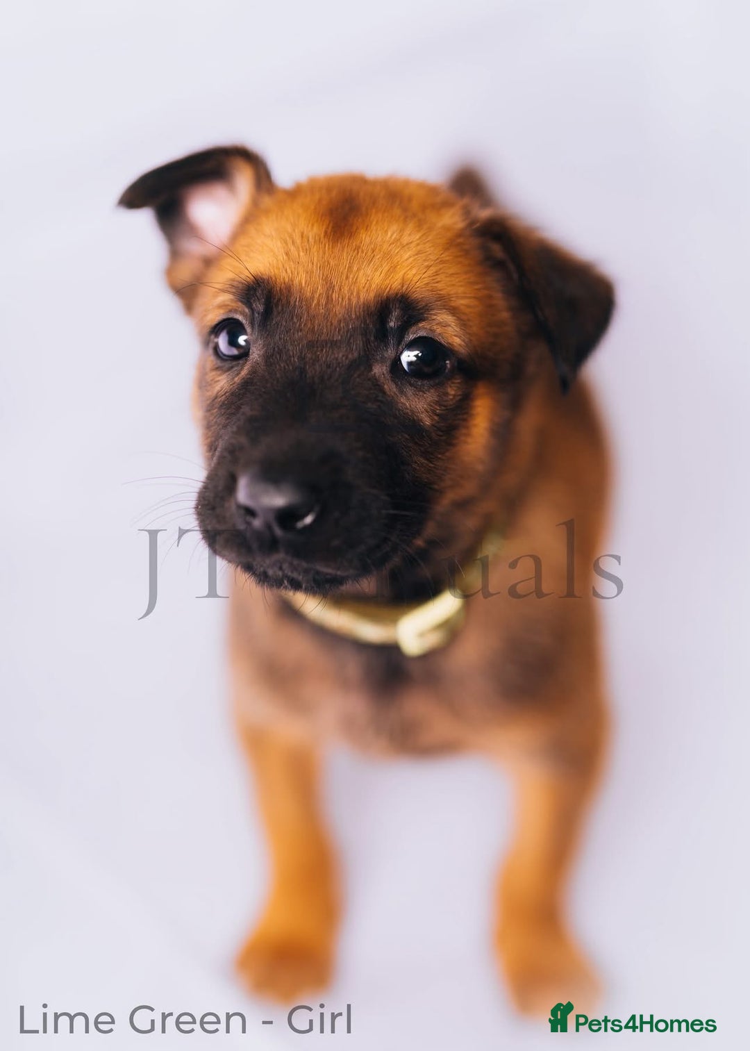 Belgian Shepherd Dog dogs for sale: Belgian malinois puppies - Image 7