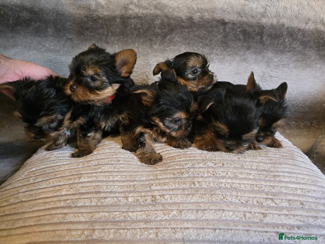 Yorkshire Terrier dogs for sale: Miniature Pedigree Yorkshire Terrier Puppies - Image 6