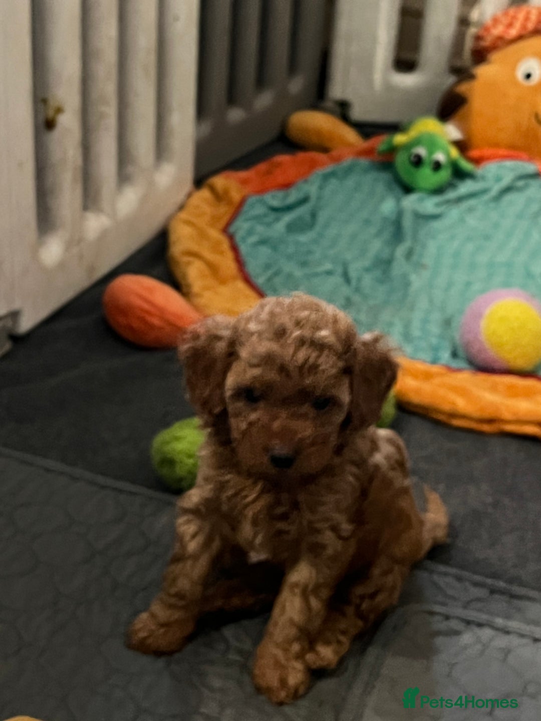 Cavapoo dogs for sale: 5⭐️⭐️⭐️⭐️⭐️F1b Curly Teddy Cavapoo’s DNA/heart  - Image 10