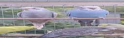 Budgerigars birds for sale: Baby budgies, easily tamed  - Advert 7