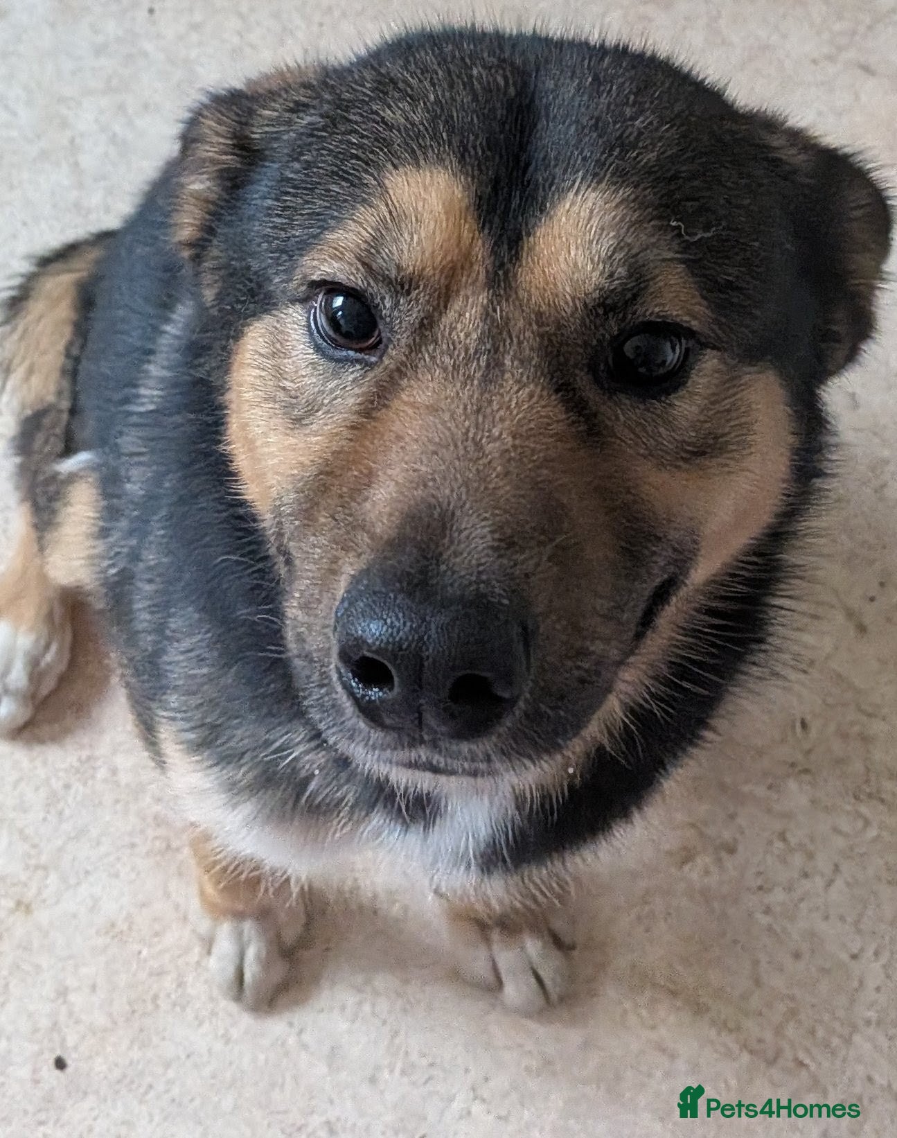 Mixed Breed dogs Obi - young, energetic dog - Advert 10