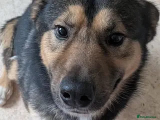 Mixed Breed dogs Obi - young, energetic dog - Advert 10